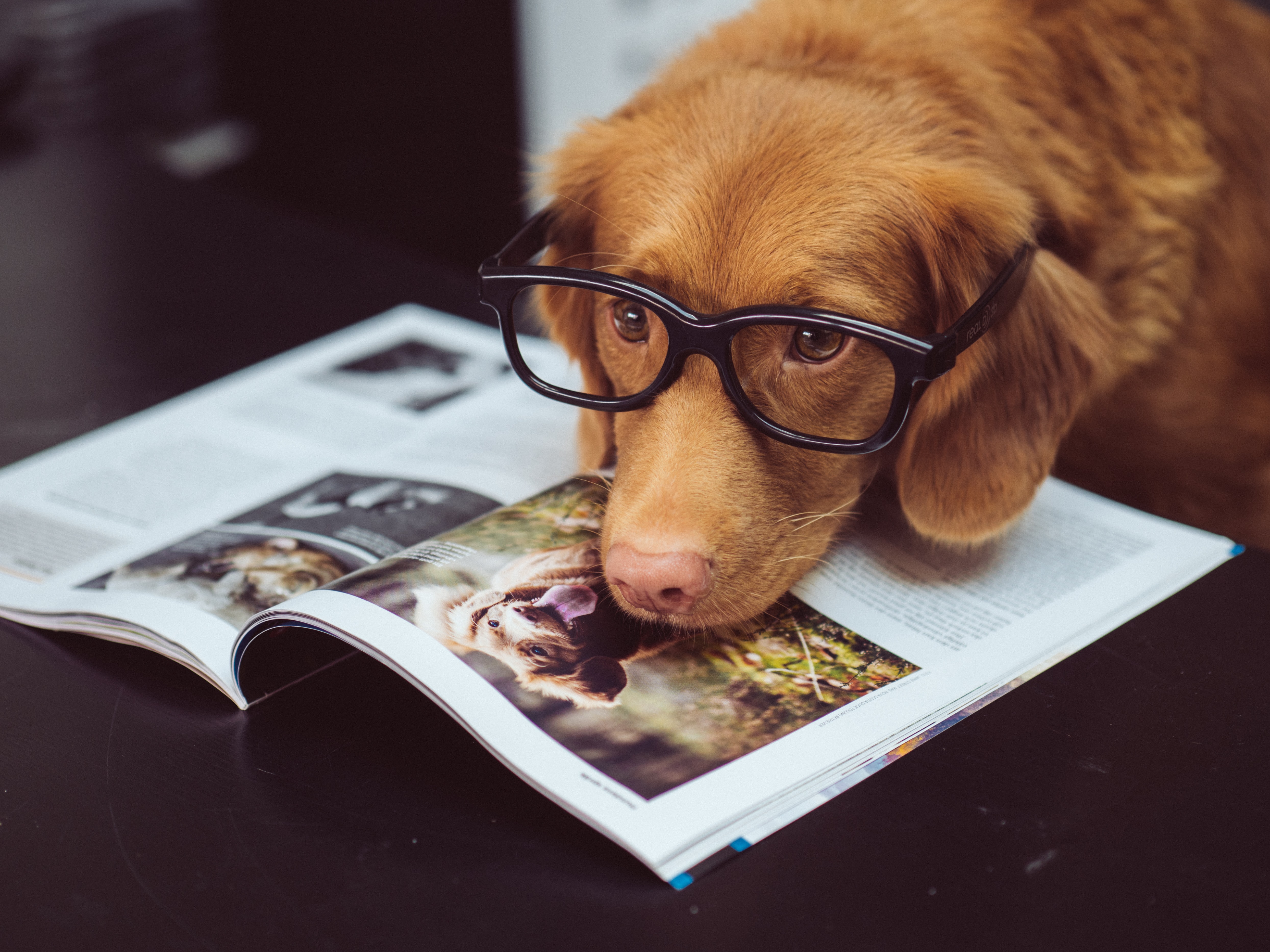 dog_reading