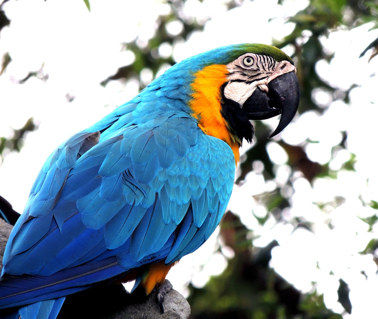 macaw-gb2b38c9e3_1280.jpg